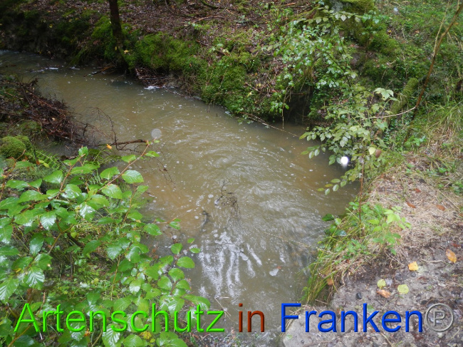 © Artenschutz in Franken® Bild zum Eintrag (1076368-160)