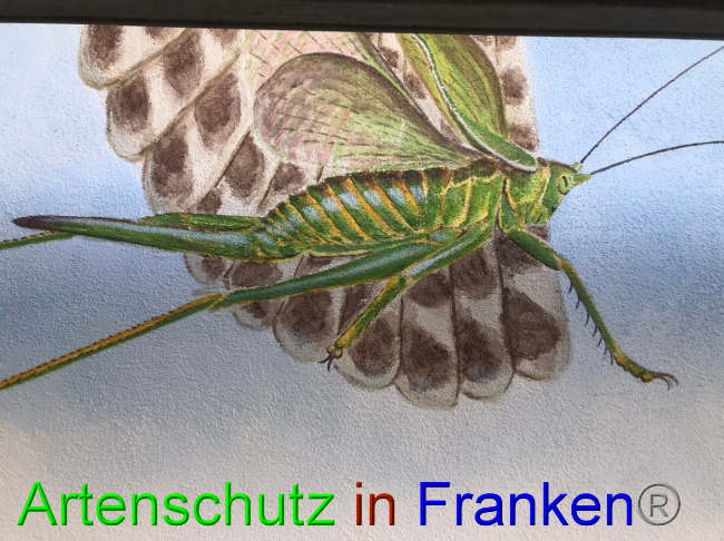 © Artenschutz in Franken® Bild zum Eintrag (1076556-160)