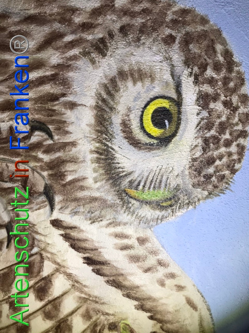 © Artenschutz in Franken® Bild zum Eintrag (1076617-160)