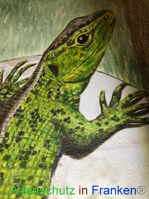 © Artenschutz in Franken® Bild zum Eintrag (1076618-160)