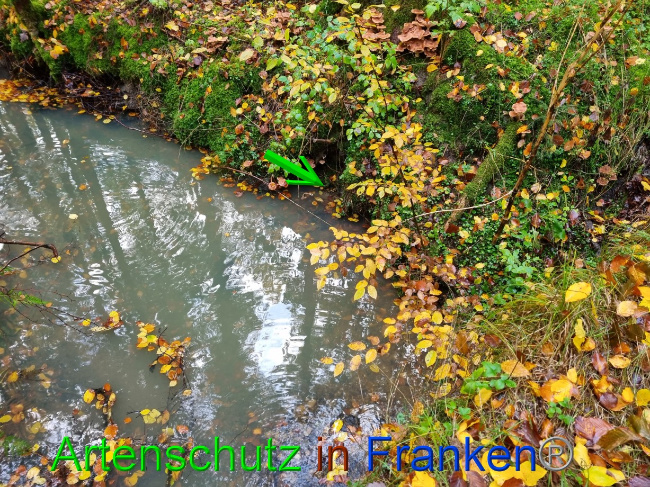 © Artenschutz in Franken® Bild zum Eintrag (1077250-160)