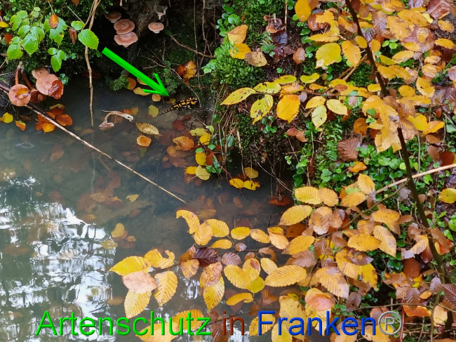 © Artenschutz in Franken® Bild zum Eintrag (1077253-160)