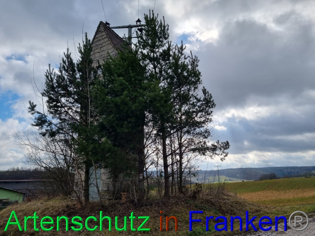 © Artenschutz in Franken® Bild zum Eintrag (1077606-160)