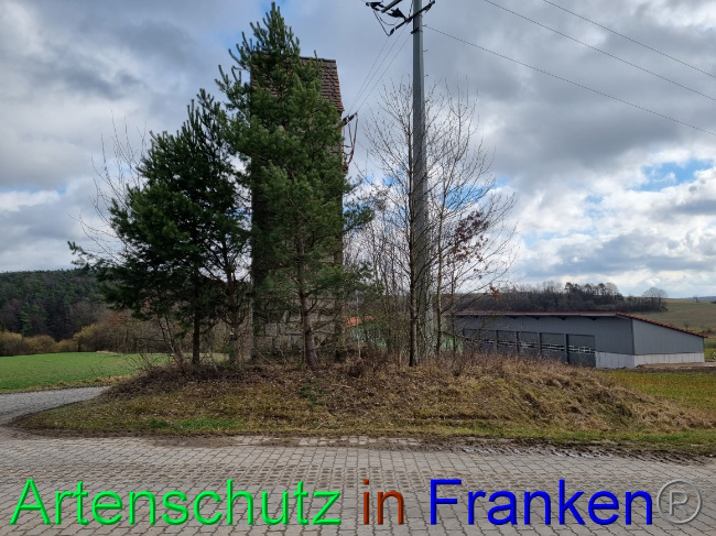 © Artenschutz in Franken® Bild zum Eintrag (1077614-160)