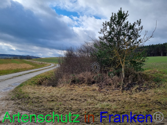 © Artenschutz in Franken® Bild zum Eintrag (1077615-160)