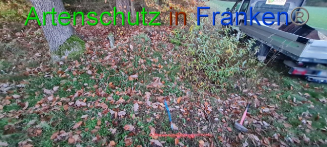 © Artenschutz in Franken® Bild zum Eintrag (1077767-160)