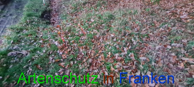 © Artenschutz in Franken® Bild zum Eintrag (1077768-160)