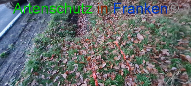 © Artenschutz in Franken® Bild zum Eintrag (1077769-160)