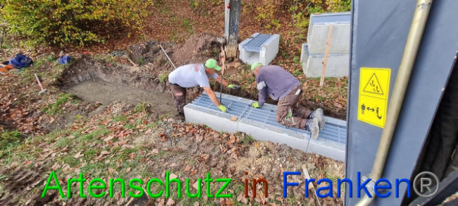 © Artenschutz in Franken® Bild zum Eintrag (1077773-160)
