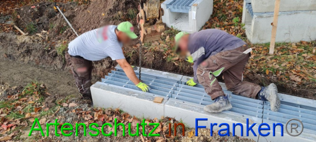 © Artenschutz in Franken® Bild zum Eintrag (1077774-160)