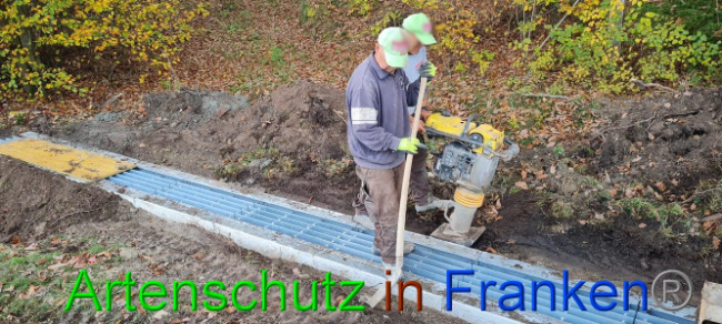 © Artenschutz in Franken® Bild zum Eintrag (1077779-160)