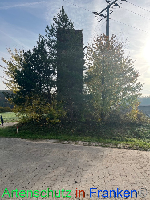© Artenschutz in Franken® / Markt Burgwindheim Bild zum Eintrag (1078298-160)