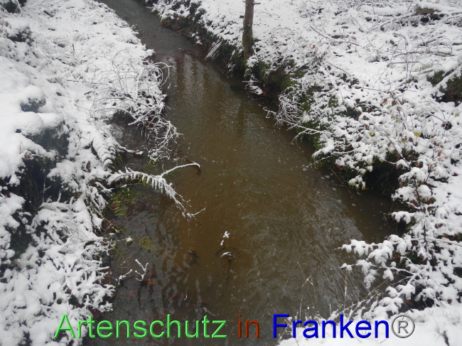 © Artenschutz in Franken® Bild zum Eintrag (1078482-160)