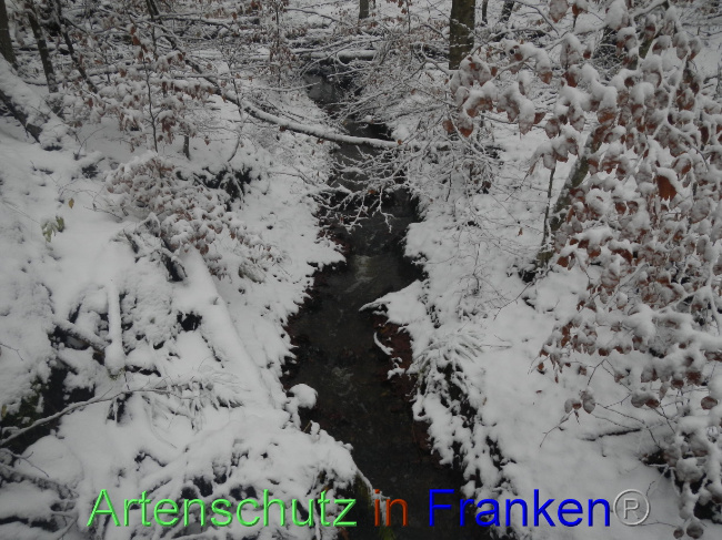 © Artenschutz in Franken® Bild zum Eintrag (1078483-160)