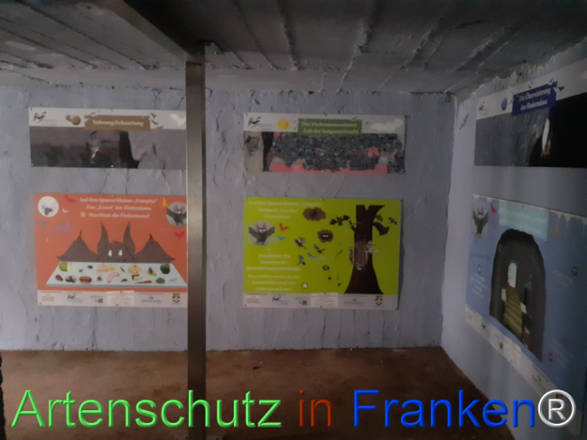 © Artenschutz in Franken® Bild zum Eintrag (1078570-160)