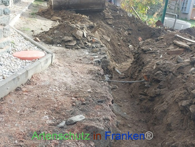 © Artenschutz in Franken® Bild zum Eintrag (1078687-160)