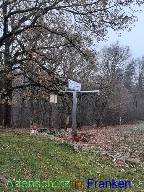 © Artenschutz in Franken® Bild zum Eintrag (1079041-160)
