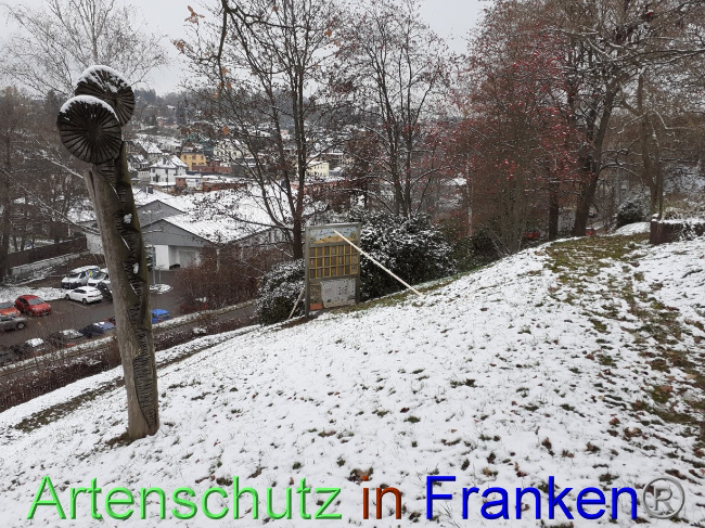 © Artenschutz in Franken® Bild zum Eintrag (1079099-160)