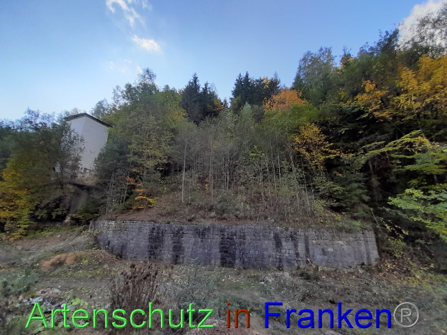 © Artenschutz in Franken® Bild zum Eintrag (1079158-160)
