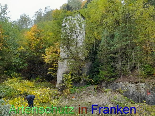© Artenschutz in Franken® Bild zum Eintrag (1079162-160)