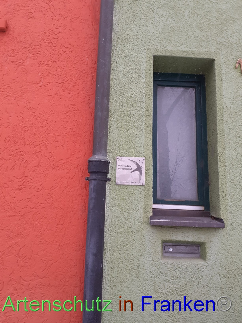 © Artenschutz in Franken® Bild zum Eintrag (1079601-160)