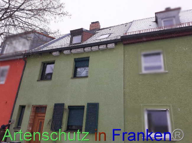© Artenschutz in Franken® Bild zum Eintrag (1079602-160)