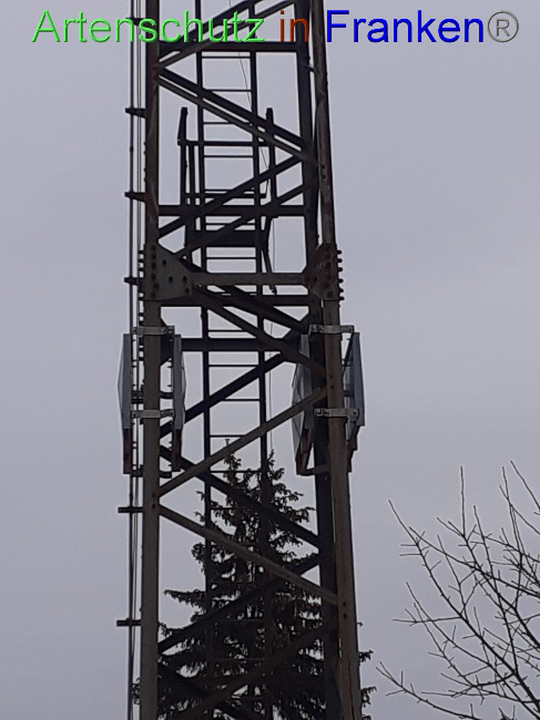 © Artenschutz in Franken® Bild zum Eintrag (1079827-160)