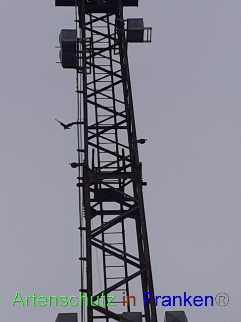 © Artenschutz in Franken® Bild zum Eintrag (1079828-160)