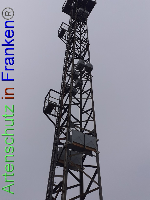 © Artenschutz in Franken® Bild zum Eintrag (1079829-160)