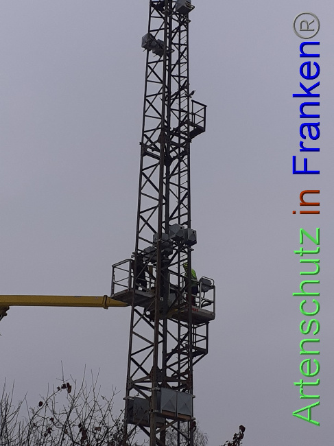 © Artenschutz in Franken® Bild zum Eintrag (1079835-160)
