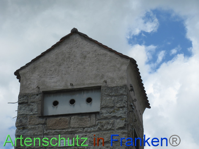 © Artenschutz in Franken® Bild zum Eintrag (1080000-160)