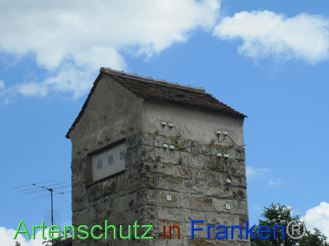 © Artenschutz in Franken® Bild zum Eintrag (1080001-160)