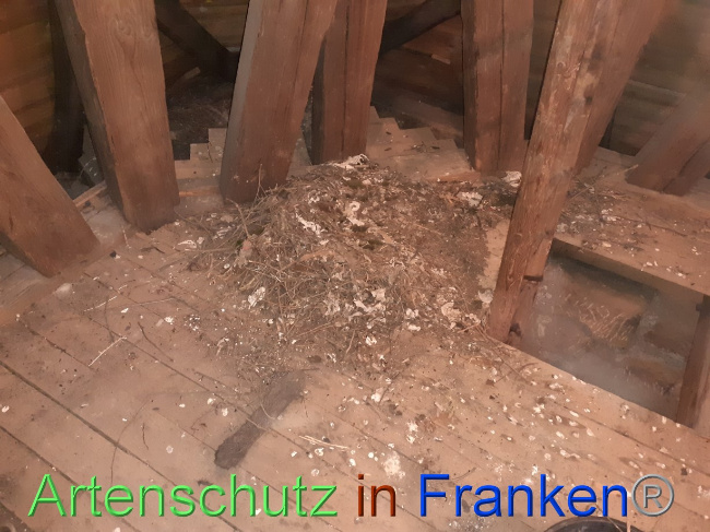 © Artenschutz in Franken® Bild zum Eintrag (1080747-160)