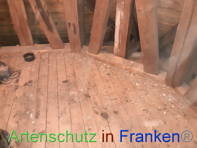 © Artenschutz in Franken® Bild zum Eintrag (1080748-160)