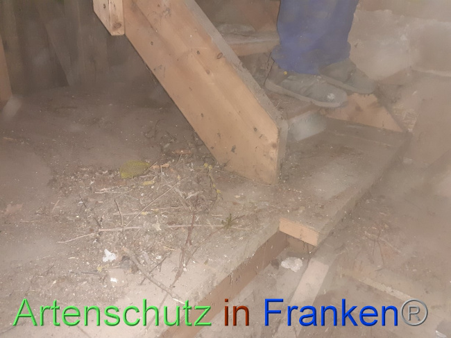 © Artenschutz in Franken® Bild zum Eintrag (1080749-160)