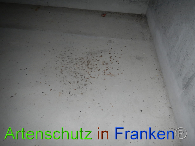 © Artenschutz in Franken® Bild zum Eintrag (1081341-160)