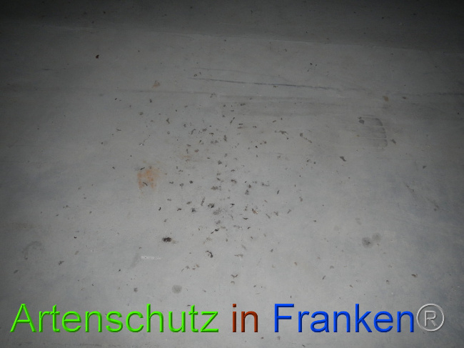 © Artenschutz in Franken® Bild zum Eintrag (1081343-160)