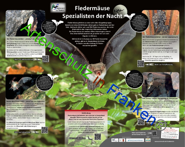 © Artenschutz in Franken® Bild zum Eintrag (1081688-160)