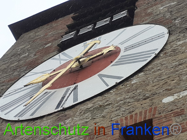 © Artenschutz in Franken® Bild zum Eintrag (1082096-160)