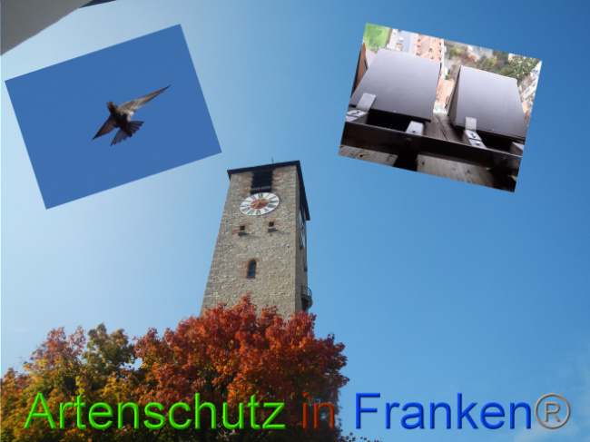 © Artenschutz in Franken® Bild zum Eintrag (1082097-160)