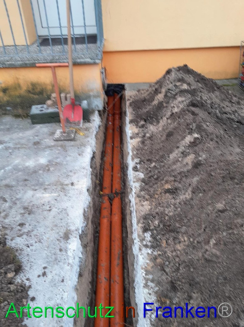 © Artenschutz in Franken® Bild zum Eintrag (1082529-160)