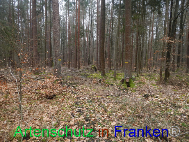 © Artenschutz in Franken® Bild zum Eintrag (1082600-160)