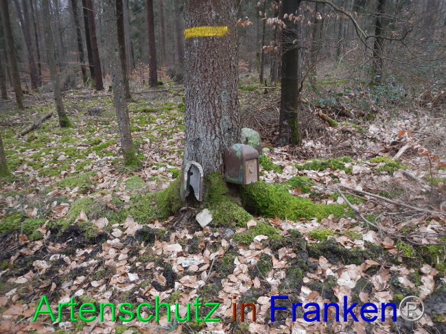 © Artenschutz in Franken® Bild zum Eintrag (1082601-160)