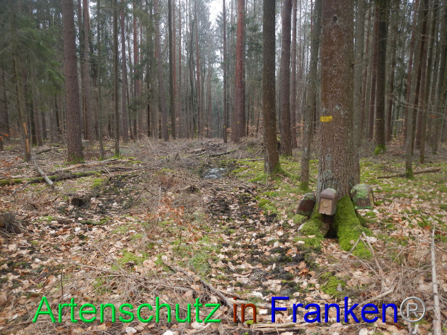 © Artenschutz in Franken® Bild zum Eintrag (1082605-160)
