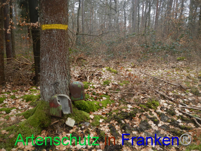 © Artenschutz in Franken® Bild zum Eintrag (1082606-160)