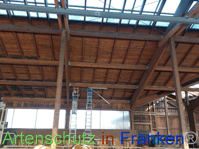© Artenschutz in Franken® Bild zum Eintrag (1082919-160)