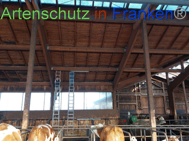 © Artenschutz in Franken® Bild zum Eintrag (1082920-160)