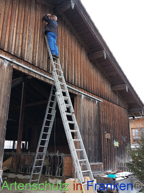 © Artenschutz in Franken® Bild zum Eintrag (1082935-160)
