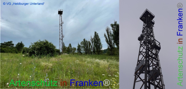 © Artenschutz in Franken® Bild zum Eintrag (1083095-160)