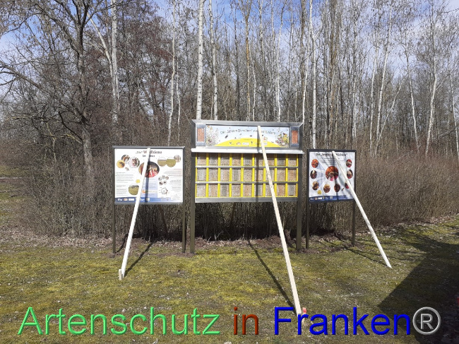 © Artenschutz in Franken® Bild zum Eintrag (1083601-160)